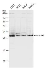 MSX2 Antibody in Western Blot (WB)