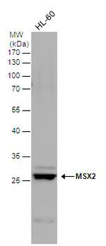 MSX2 Antibody in Western Blot (WB)