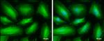 MYH10 Antibody in Immunocytochemistry (ICC/IF)