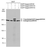 MYH10 Antibody in Western Blot (WB)