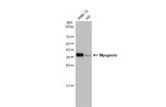 Myogenin Antibody in Western Blot (WB)