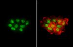 NBS1 Antibody in Immunocytochemistry (ICC/IF)