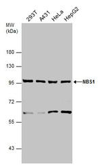 NBS1 Antibody in Western Blot (WB)