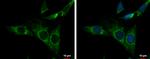 NDUFS3 Antibody in Immunocytochemistry (ICC/IF)