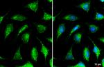 NDUFS3 Antibody in Immunocytochemistry (ICC/IF)