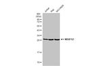 NDUFS3 Antibody in Western Blot (WB)