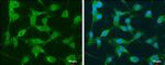 NEK1 Antibody in Immunocytochemistry (ICC/IF)