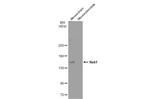 NEK1 Antibody in Western Blot (WB)