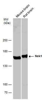 NEK1 Antibody in Western Blot (WB)