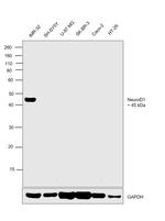 NeuroD1 Antibody