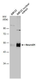 NeuroD1 Antibody in Western Blot (WB)