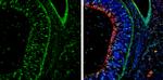 NeuroD1 Antibody in Immunohistochemistry (Frozen) (IHC (F))