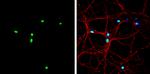 Nkx2.2 Antibody in Immunocytochemistry (ICC/IF)