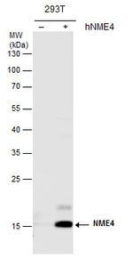 NME4 Antibody in Western Blot (WB)