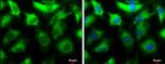 NMT1 Antibody in Immunocytochemistry (ICC/IF)