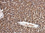 NMT1 Antibody in Immunohistochemistry (Paraffin) (IHC (P))