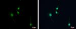 NPAS1 Antibody in Immunocytochemistry (ICC/IF)