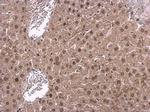 NPAS1 Antibody in Immunohistochemistry (Paraffin) (IHC (P))