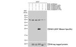 Ras (A59T Mutant) Antibody in Western Blot (WB)