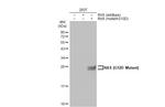 Ras (G12D Mutant) Antibody in Western Blot (WB)