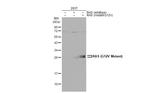 Ras (G12V Mutant) Antibody in Western Blot (WB)