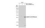 Ras (G12V Mutant) Antibody in Western Blot (WB)