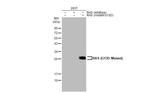 Ras (G13D Mutant) Antibody in Western Blot (WB)