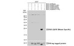 Ras (Q61R Mutant) Antibody in Western Blot (WB)