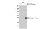 Ras (Q61R Mutant) Antibody in Western Blot (WB)