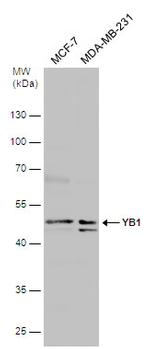 YBX1 Antibody in Western Blot (WB)