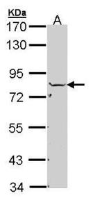 NSF Antibody in Western Blot (WB)