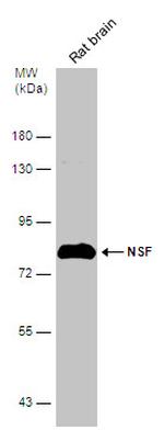 NSF Antibody in Western Blot (WB)