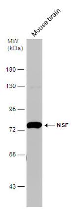 NSF Antibody in Western Blot (WB)