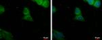 PDE8A Antibody in Immunocytochemistry (ICC/IF)