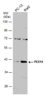 PEX14 Antibody in Western Blot (WB)