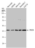 PEX14 Antibody in Western Blot (WB)