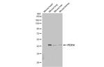 PEX14 Antibody in Western Blot (WB)