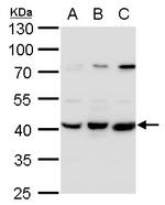 PEX14 Antibody in Western Blot (WB)