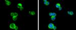 PLCB2 Antibody in Immunocytochemistry (ICC/IF)