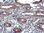 PLCB2 Antibody in Immunohistochemistry (Paraffin) (IHC (P))