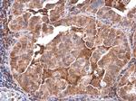 PLCB2 Antibody in Immunohistochemistry (Paraffin) (IHC (P))