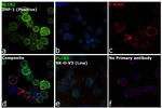 PLCB2 Antibody