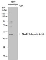 Phospho-PRKAR2A (Ser96) Antibody in Western Blot (WB)