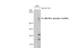 Phospho-DNA-PK (Ser2056) Antibody in Western Blot (WB)