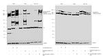 Phospho-DNA-PK (Ser2056) Antibody in Western Blot (WB)