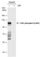 Phospho-FAK (Tyr407) Antibody in Western Blot (WB)