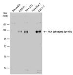 Phospho-FAK (Tyr407) Antibody in Western Blot (WB)