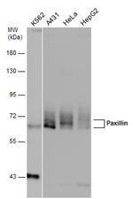 Paxillin Antibody in Western Blot (WB)