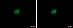 RXRA Antibody in Immunocytochemistry (ICC/IF)