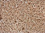 RXRA Antibody in Immunohistochemistry (Paraffin) (IHC (P))